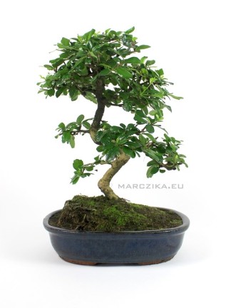 Carmona macrophylla - Fukien tea tree bonsai