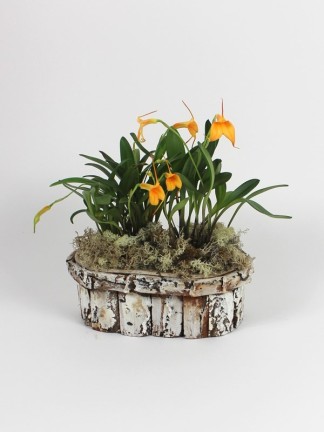 Masdevallia kosaras beültetés