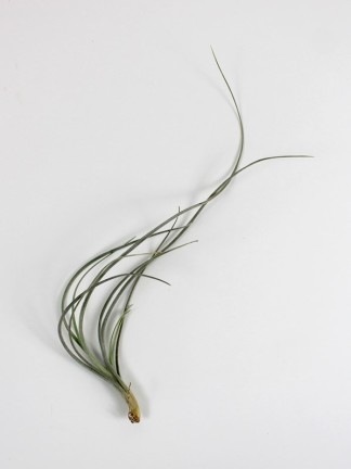 Tillandsia baileyi