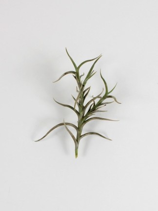 Tillandsia retorta -kötözetlen