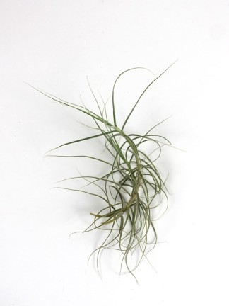 Tillandsia caerulea-kötözetlen