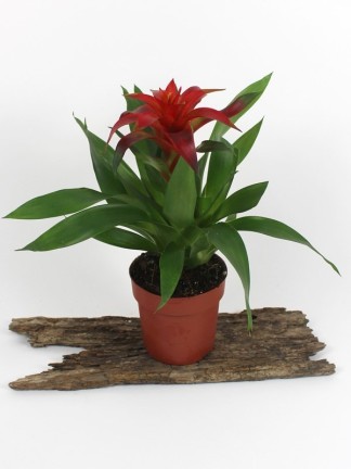 Bromelia 05.