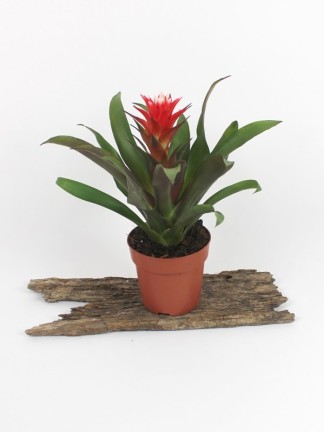 Bromelia 07.