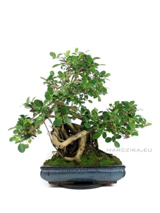 Ficus panda bonsai 02.