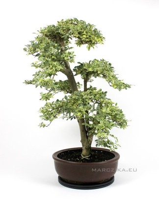 Ligustrum chinensis Variegata bonsai