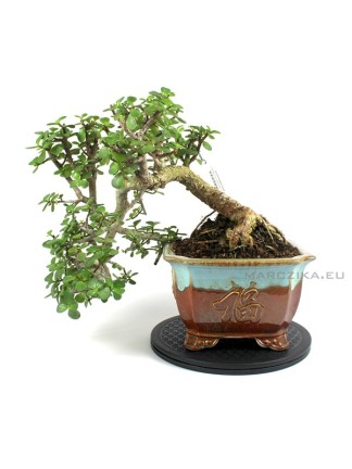 Nagy méretű félkaszkád Elefántcserje - Portulacaria afra bonsai