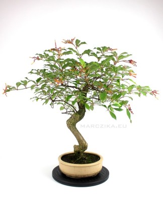 Hamelia patens bonsai