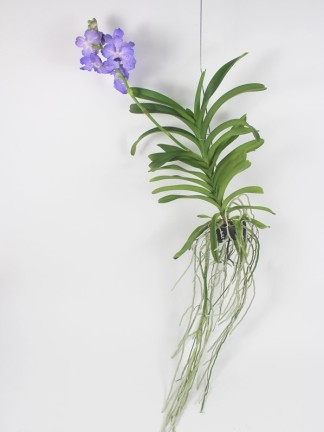 Vanda Kanchana Angelite 