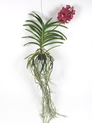 Vanda Natcha Magic Red