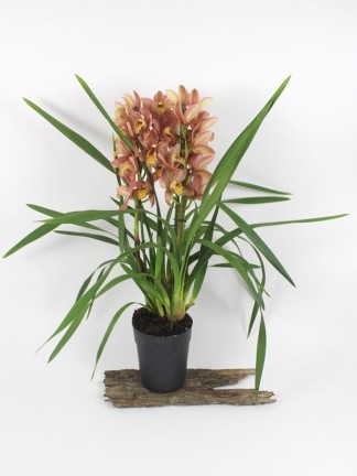 Cymbidium 3 virágszáras 