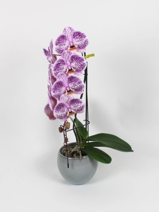 Phalaenopsis Formidablo 