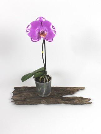 Phalaenopsis  Singolo