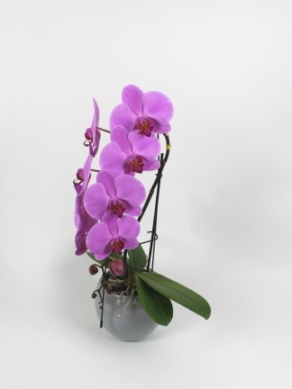 Phalaenopsis Formidablo 01.