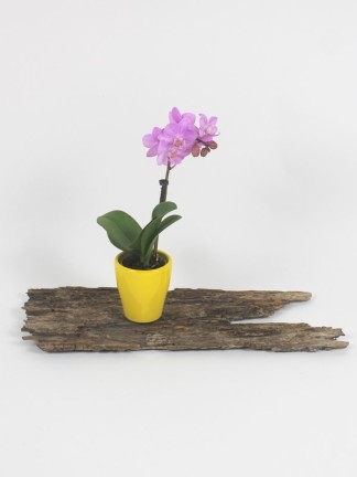 Phalaenopsis mini kerámia kaspóval