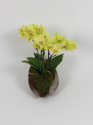 Phalaenopsis hybrid