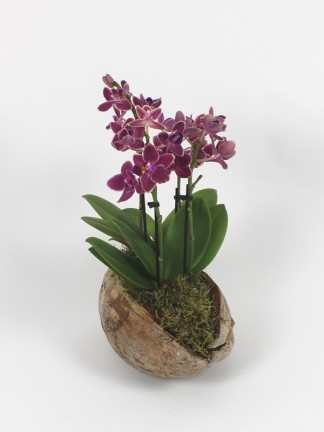 Phalaenopsis hybrid 01.