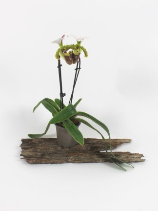 Paphiopedilum spicerianum