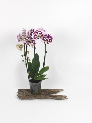 Phalaenopsis Elegant Cascade