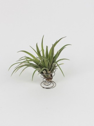 Tillandsia velutina rugós tartóban