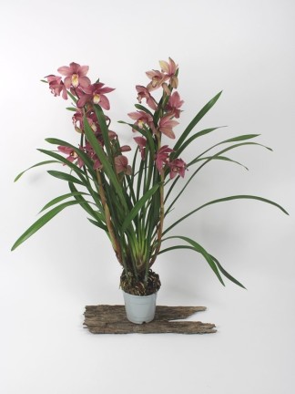 Cymbidium Jolly Red 4 virágszáras