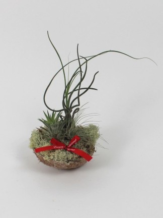 Karácsonyi tillandsia asztaldísz 02.