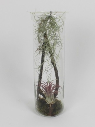 Tillandsia dekoráció üveg hengerben 02.