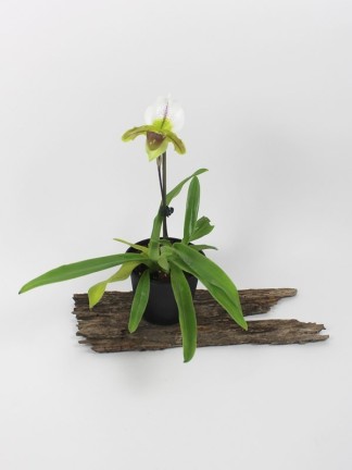 Paphiopedilum hybrid 02.