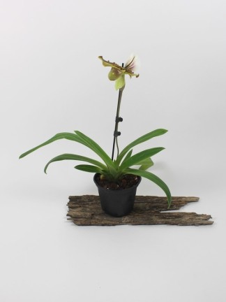 Paphiopedilum hybrid 03.