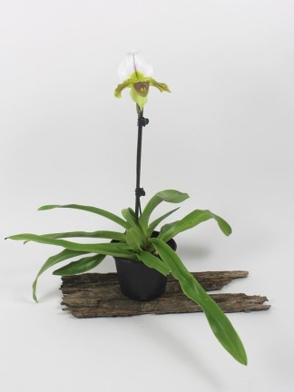 Paphiopedilum hybrid 6.