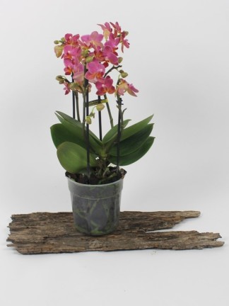 Phalaenopsis 4 virágszáras 2.