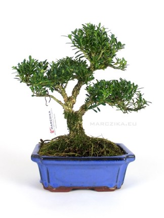 Buxus harlandii bonsai 15.