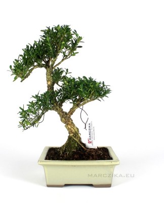 Buxus harlandii bonsai 16.