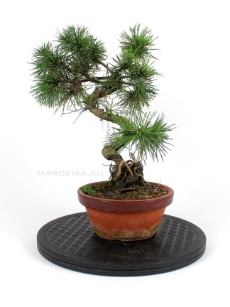 Pinus sylvestris shohin bonsai alapanyag 11.