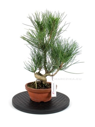 Pinus thunbergii shohin bonsai alapanyag 17.