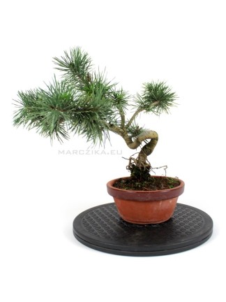 Pinus sylvestris shohin bonsai alapanyag 12.