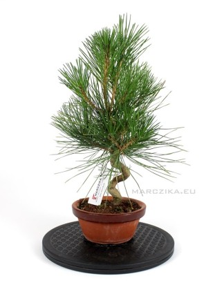 Pinus thunbergii shohin bonsai alapanyag 14.