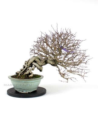 Carpinus coreana bonsai neagari - han kengai stílusban