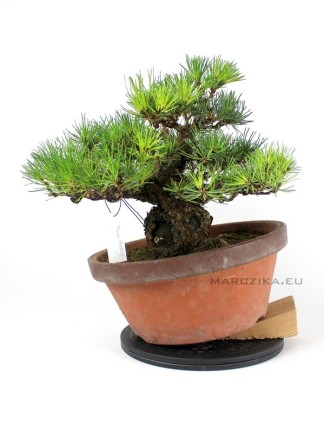 Pinus thunbergii - Kifu Kuromatsu bonsai