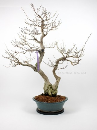 Dupla törzsű Carpinus coreana bonsai 