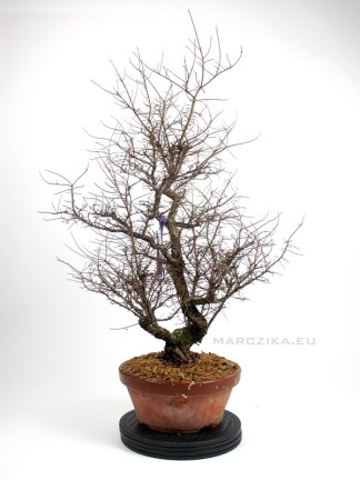 Ulmus parvifolia 'Hokkaido' bonsai alapanyag