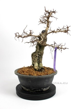 Korean hornbeam bonsai material - Carpinus coreana