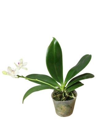 Phalaenopsis tetraspis C 2