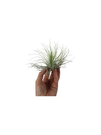 Tillandsia magnusiana - kötözetlen