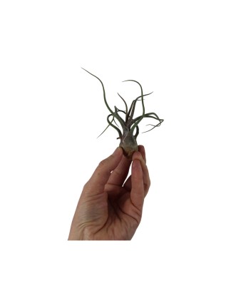 Tillandsia pruinosa XL kötözetlen