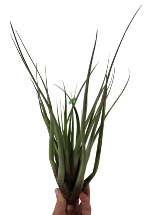 Tillandsia fasciculata tricolor L