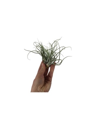 Tillandsia velickiana L - kötözetlen