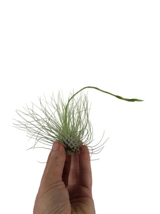 Tillandsia fuchsii var gracilis XL -kötözetlen