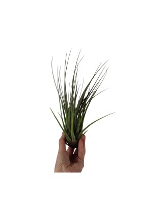 Tillandsia melanocrater tricolor XXL -kötözetlen