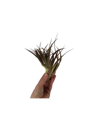 Tillandsia brachycaulos abdita XL -kötözetlen