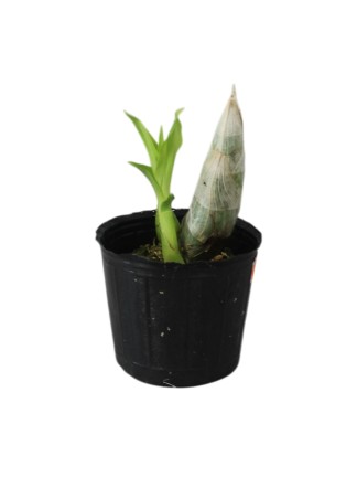 Cycnoches  Taiwan Orange